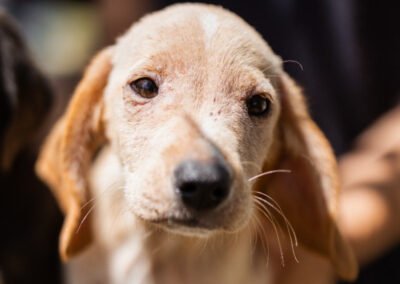 Namenspate gesucht 4 – Rüde