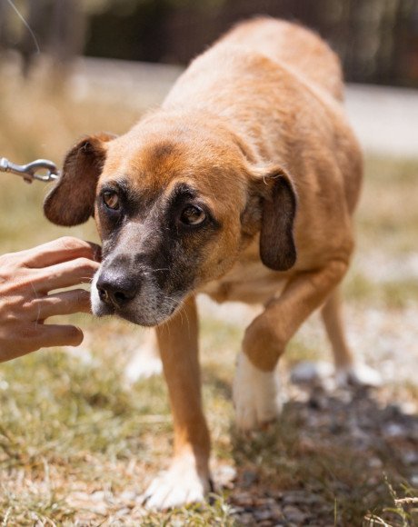 hands4animals-tierschutz-hunderettung-hund-adoptieren-Patenschaft-Senka-00 (9)