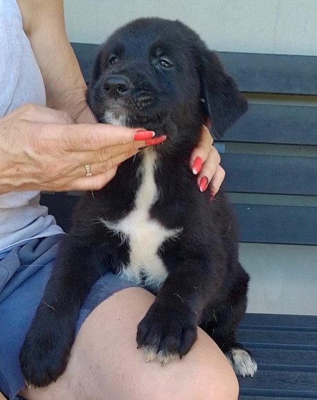 hands4animals-tierschutz-hunderettung-hund-adoptieren-Patenschaft-Spencer-00 (2)