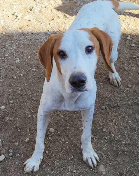 hands4animals-tierschutz-hunderettung-hund-adoptieren-Patenschaft-Tilly-00 (4)