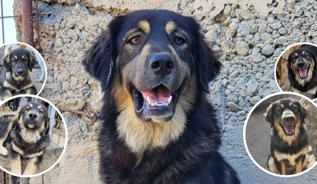🐕 Aramis – unser großer Schmusebär sucht seine Chance