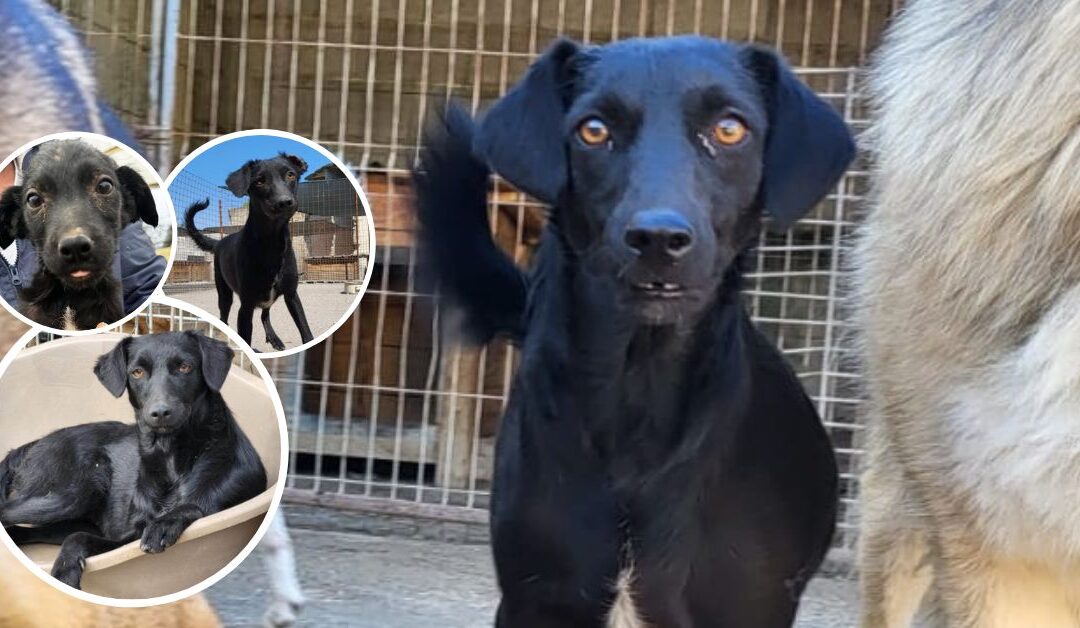 🐶 Freya – fast zwei Jahre warten auf ein kleines Wunder