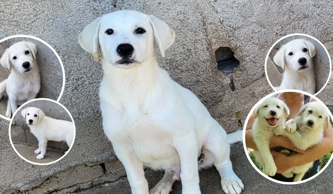🐕 Lorenz – kleiner Sonnenschein wartet auf sein Glück