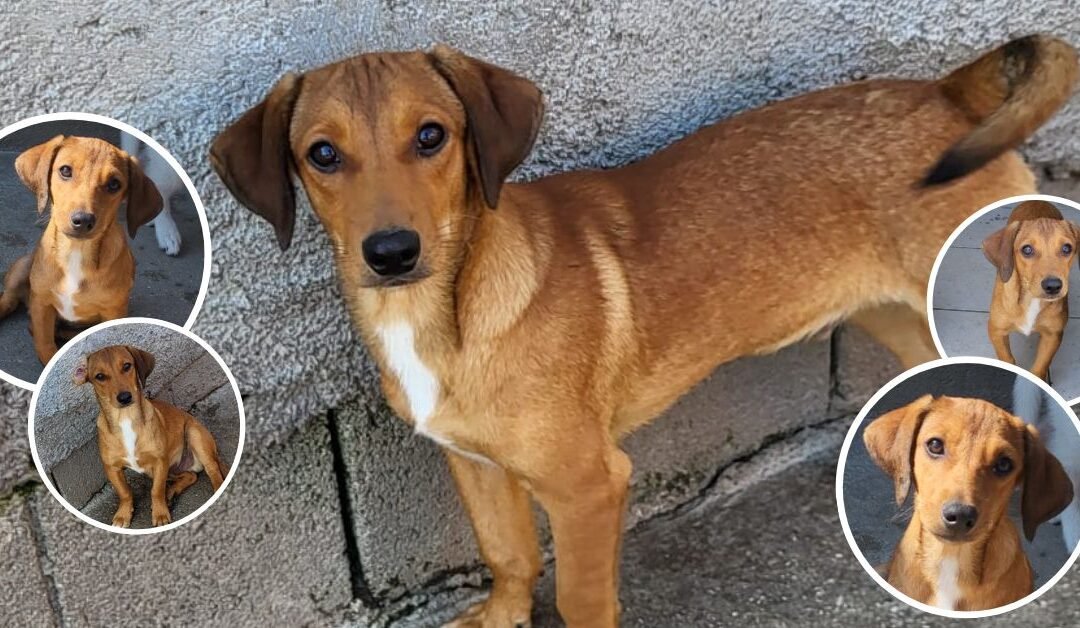 🐾 Luca – fröhlich, verschmust und bereit für ein neues Leben