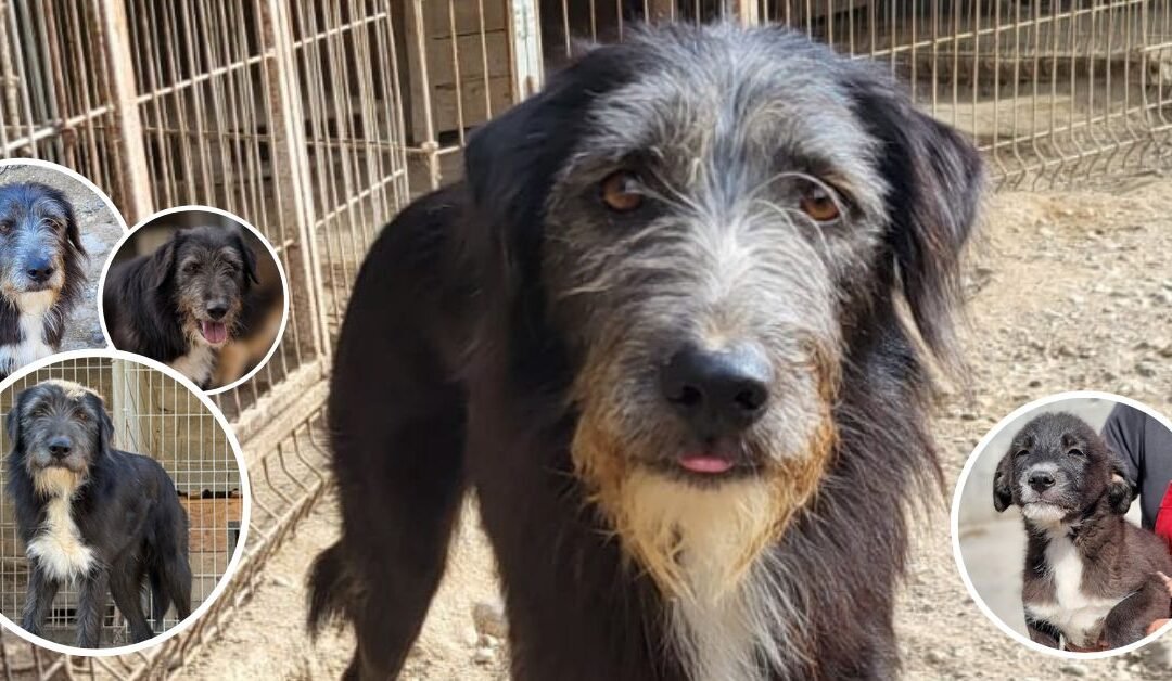 🐾 Mino wartet seit Jahren auf sein Glück