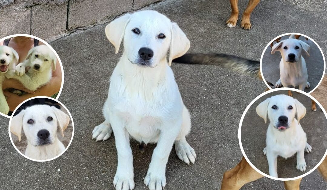 🐶 Taavi – der freundliche Abenteurer sucht seine Chance