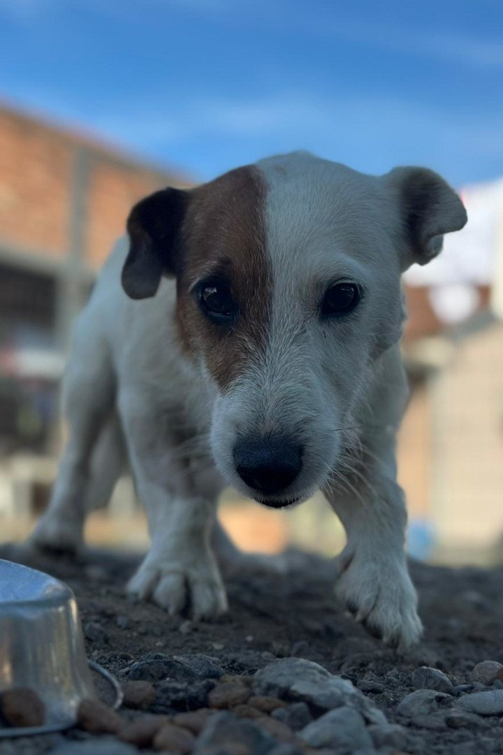 Hands4Animals-Andrija-00 (3)