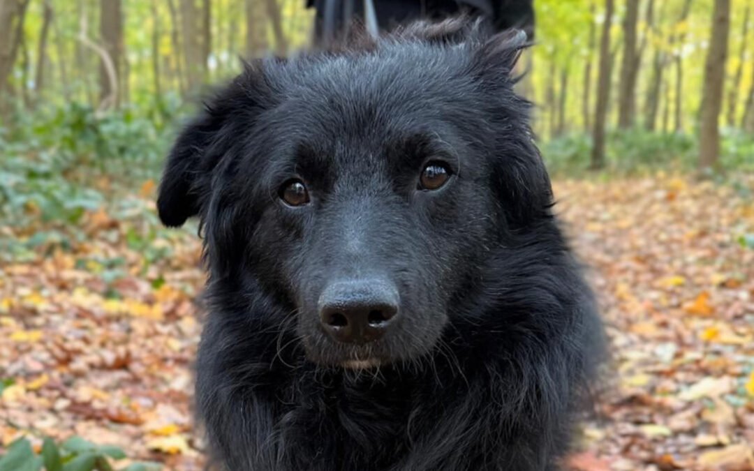 Lenzi ♂️ in 22559 Hamburg