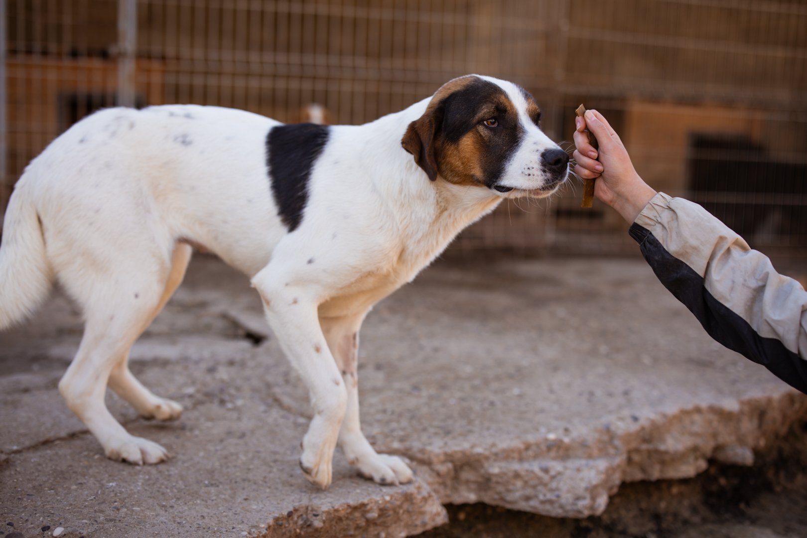 Hands4Animals-Maxima-00-19