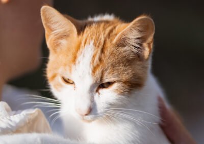 Namenspate gesucht 12 – Kater