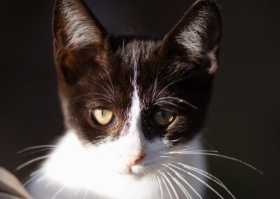 Namenspate gesucht 2 – Kater
