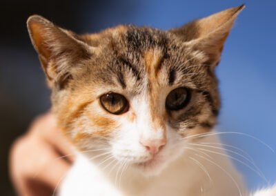 Namenspate gesucht 4 – Katze