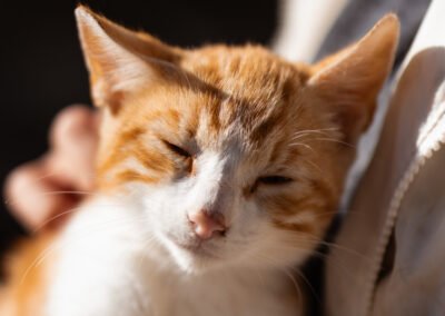 Namenspate gesucht 5 – Kater