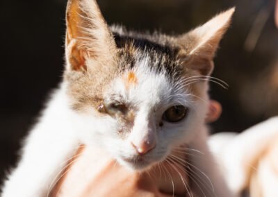 Namenspate gesucht 6 – Katze