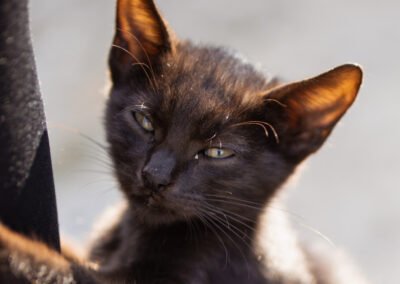 Namenspate gesucht 8 – Kater