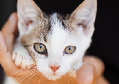 Namenspate gesucht 9 – Katze