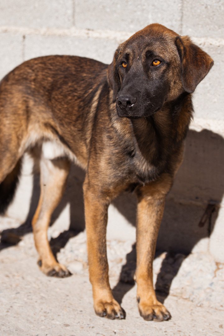 Hands4Animals-Pico-00-19