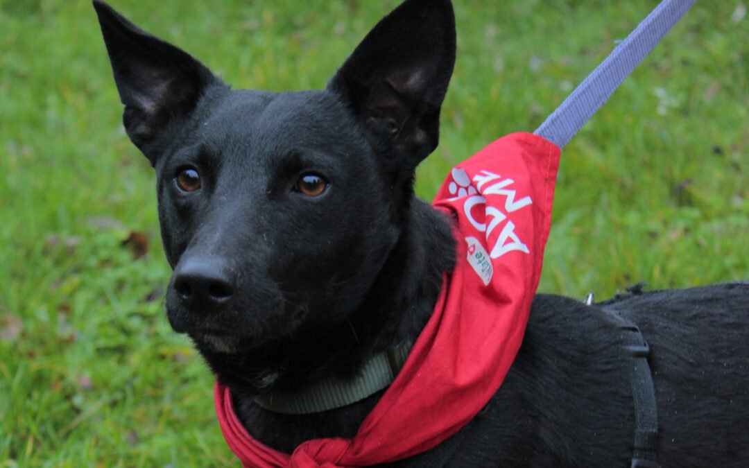 Theo ♂️ in 18249 Bernitt