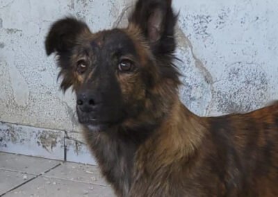 Namenspate gesucht 13 – Hündin