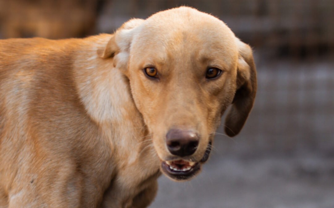 Namenspate gesucht 14 – Rüde