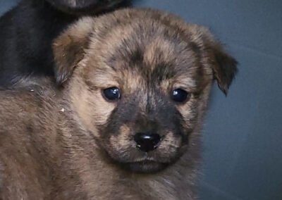 Namenspate gesucht 15 – Rüde