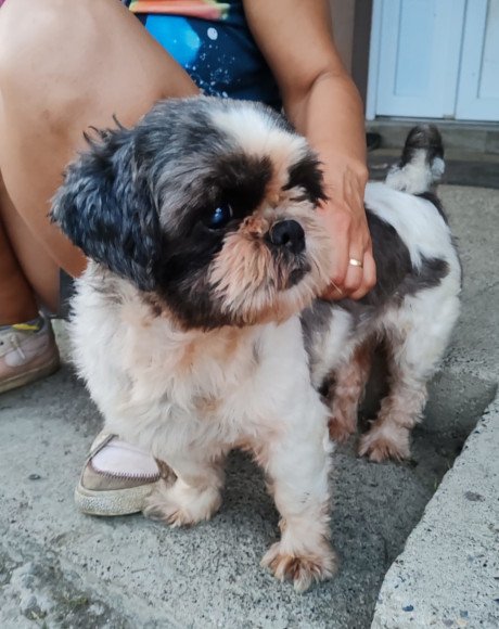 hands4animals-tierschutz-hunderettung-hund-adoptieren-Patenschaft-Mitsy-00 (8)