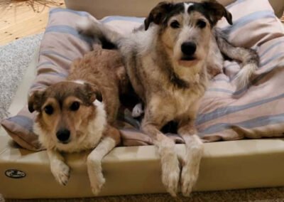 Holli & Pepper ♀️ in 29683 Bad Fallingbostel