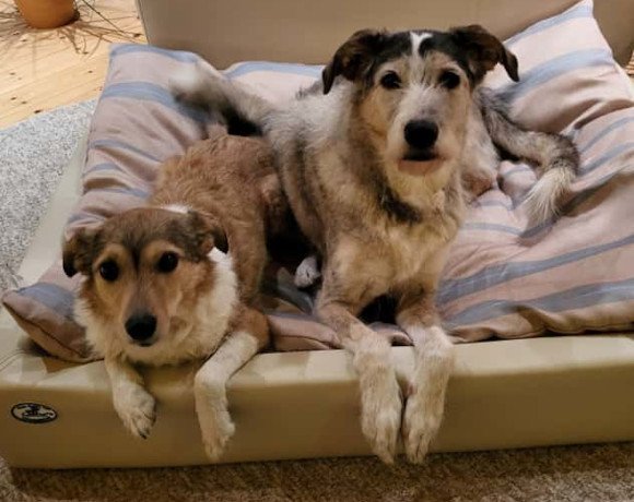 Holli & Pepper ♀️ in 29683 Bad Fallingbostel