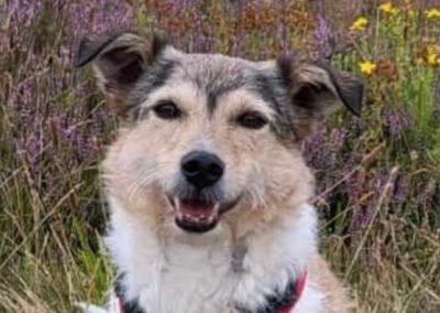 Pepper ♀️ in 29683 Bad Fallingbostel