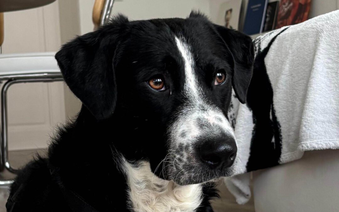 Vince ♂️ in 04157 Leipzig