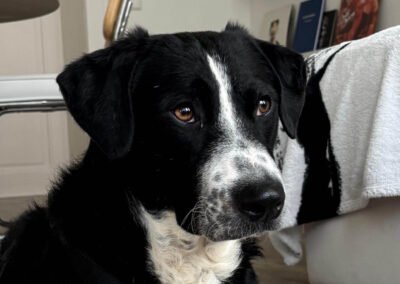 Vince ♂️ in 04157 Leipzig