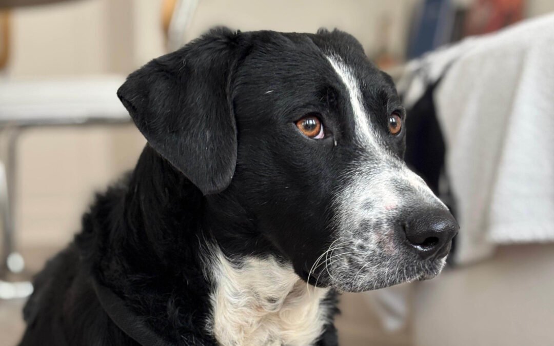 Vince ♂️ in 04157 Leipzig