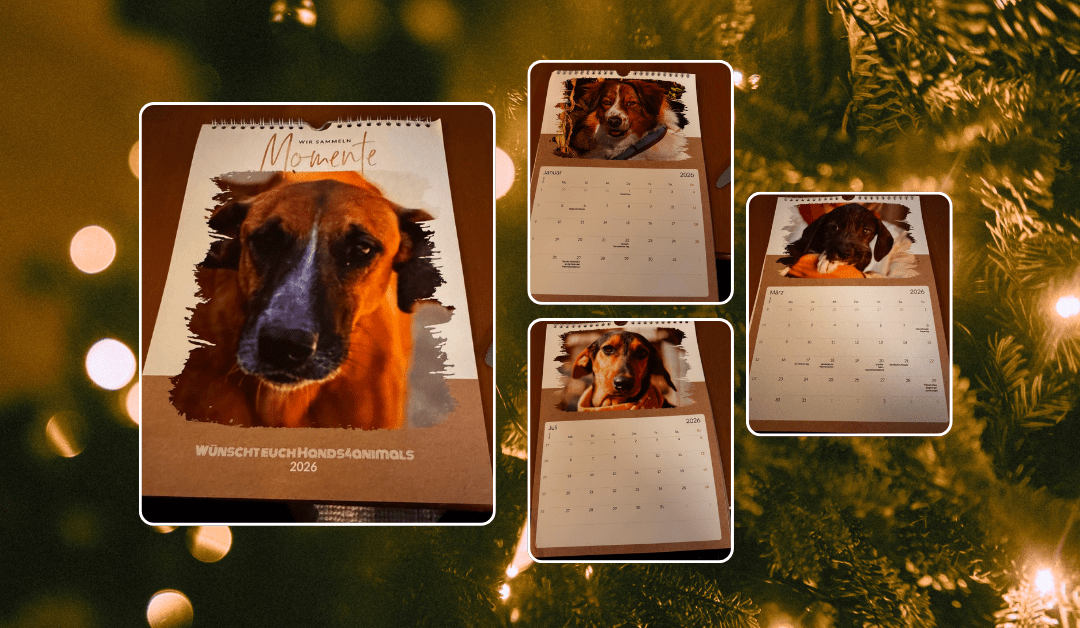 🎄 Unser Hands4Animals Jahreskalender 2026 ist da! 🎁🐾