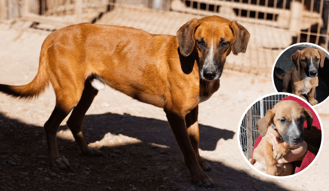 🐾 Amigo träumt von einem eigenen Zuhause – hilfst du ihm, auszureisen?