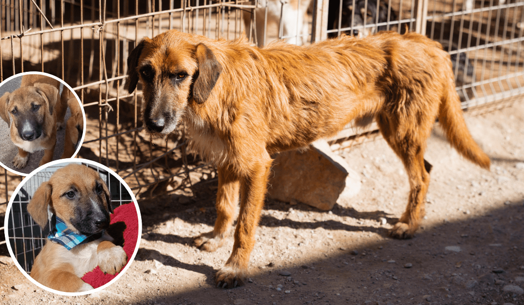 🐾 Oscar wartet seit Jahren auf sein Glück – hilfst du ihm, auszureisen?