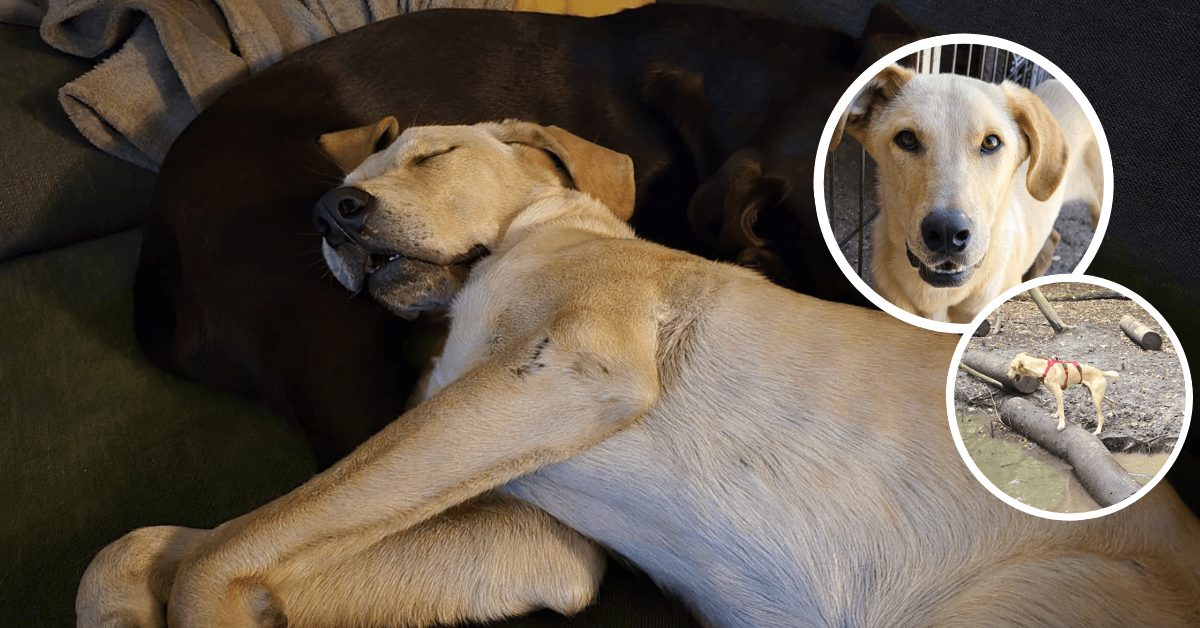 Tierarztkosten_Bokito