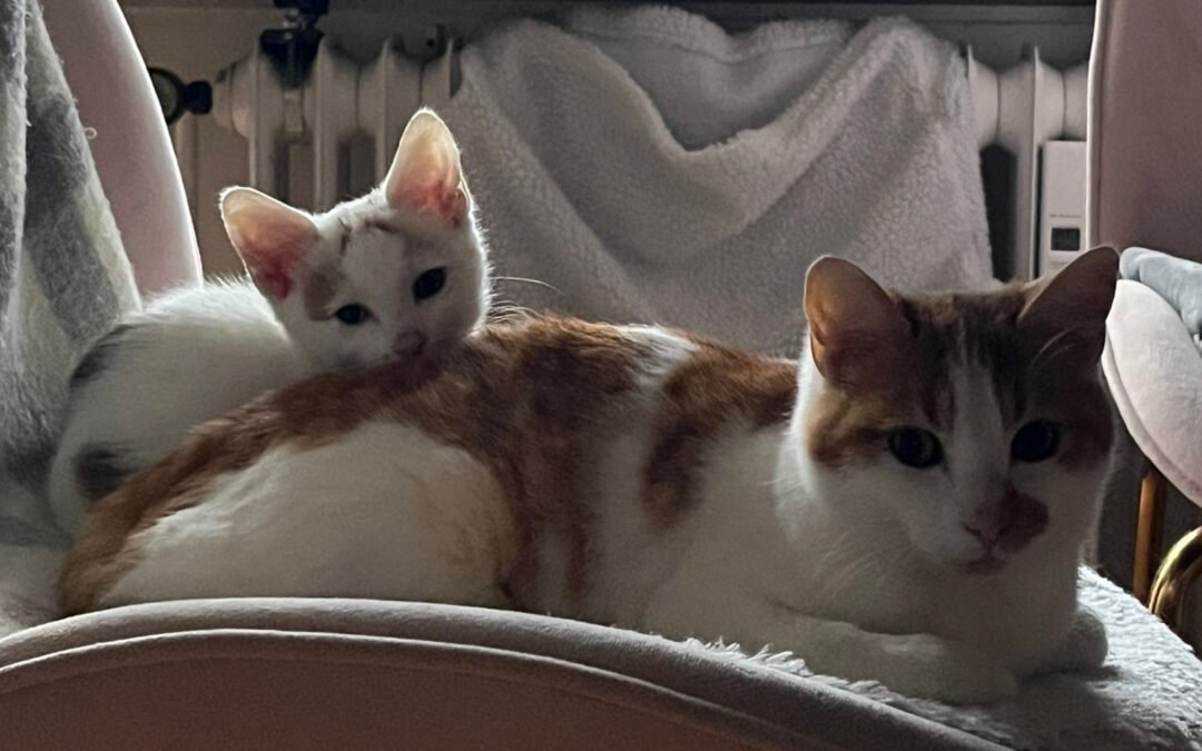 Gia ♀️ & Lio ♂️ in 22083 Hamburg