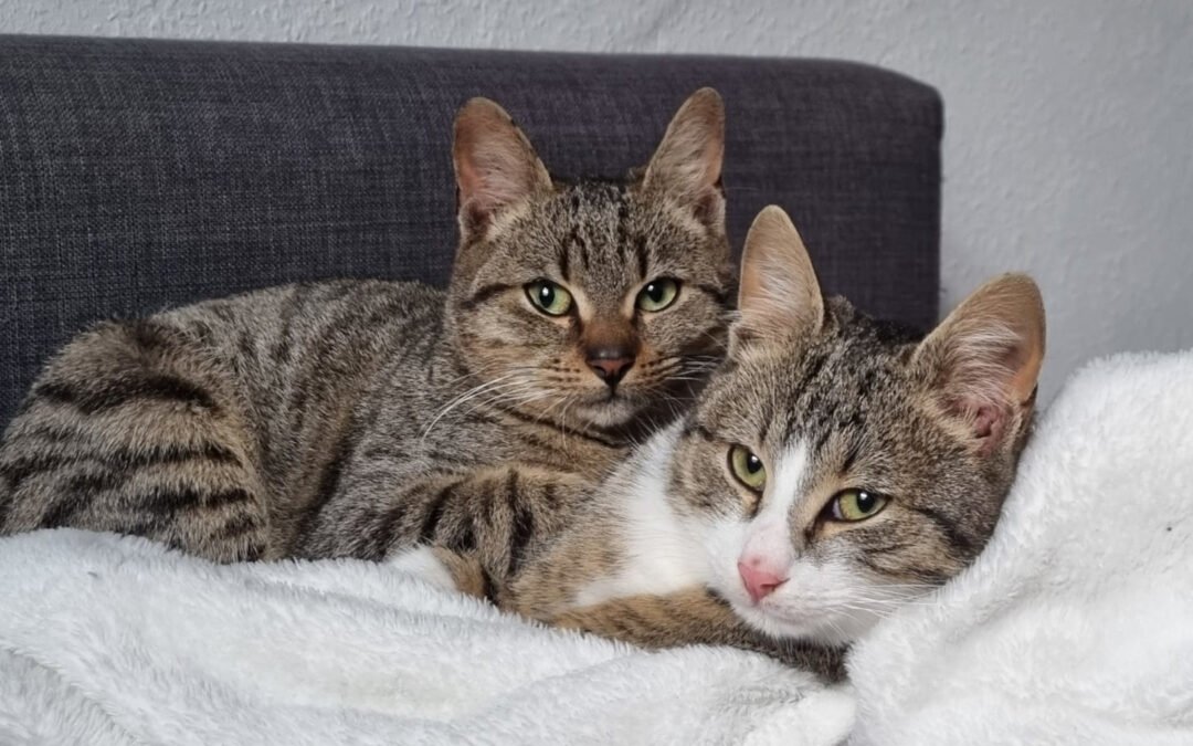 Joey & Olli ♂️ in 44809 Bochum