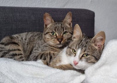 Joey & Olli ♂️ in 44809 Bochum