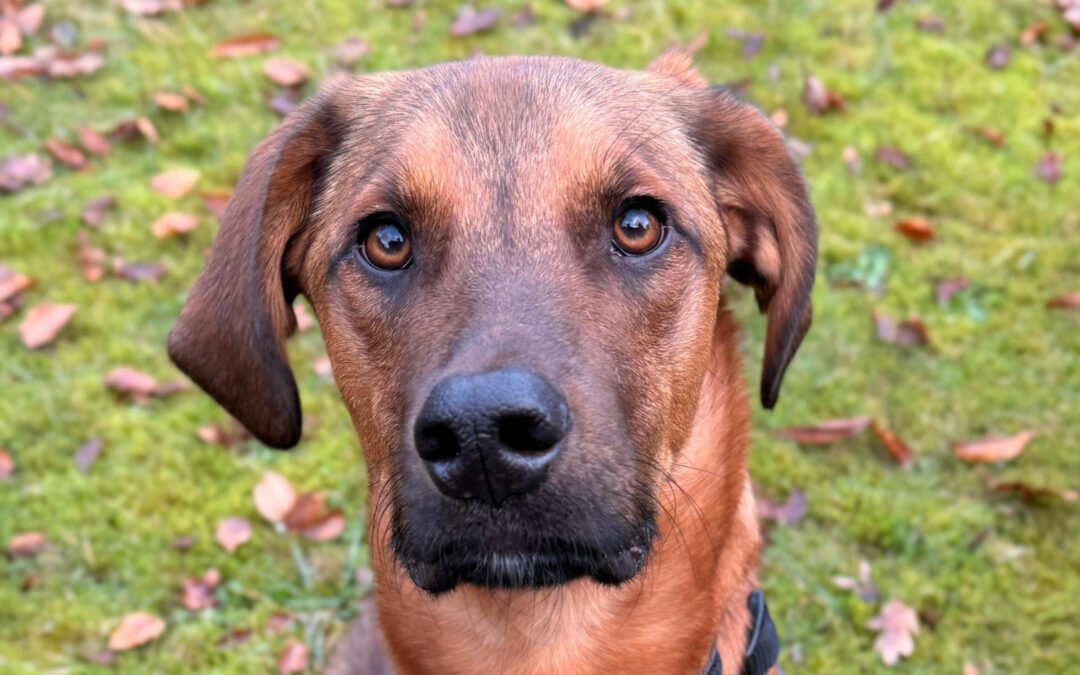 Lasko ♂️ in 22559 Hamburg