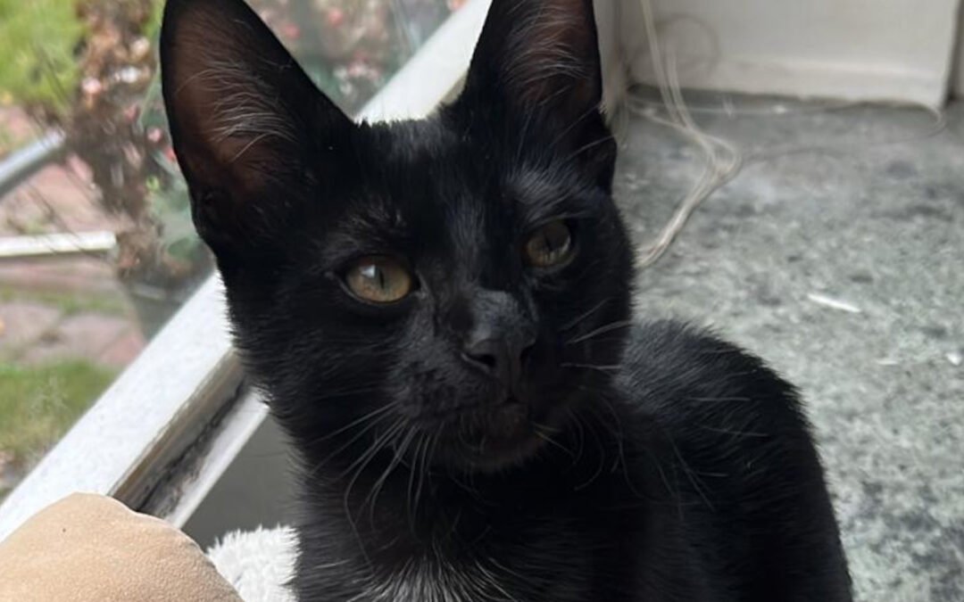 Luno ♂️ in 22143 Hamburg