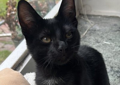 Luno ♂️ in 22143 Hamburg