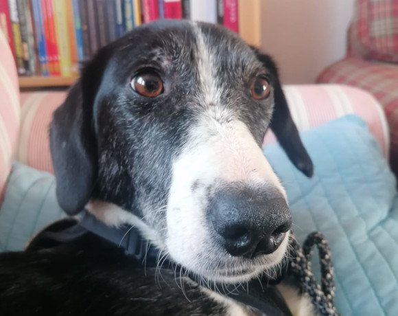 Mona ♀️ in 01640 Coswig