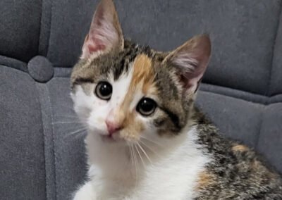 Namenspate gesucht 2 – Katze