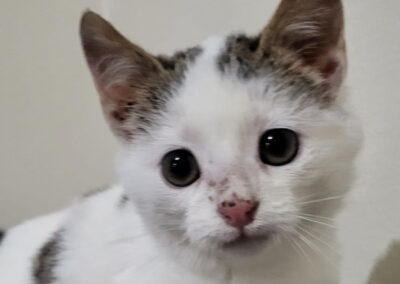 Namenspate gesucht 3 – Katze