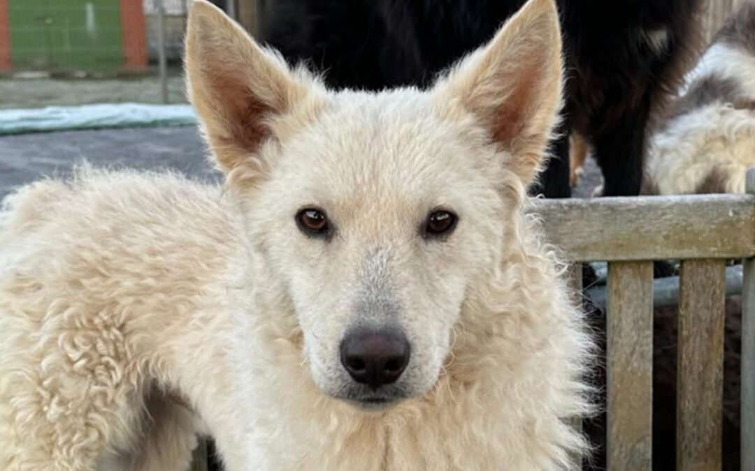 Oliver ♂️ in 31621 Pennigsehl