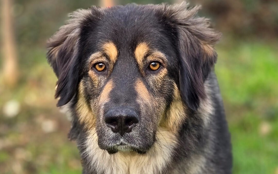 Aramis ♂️ in 50169 Kerpen