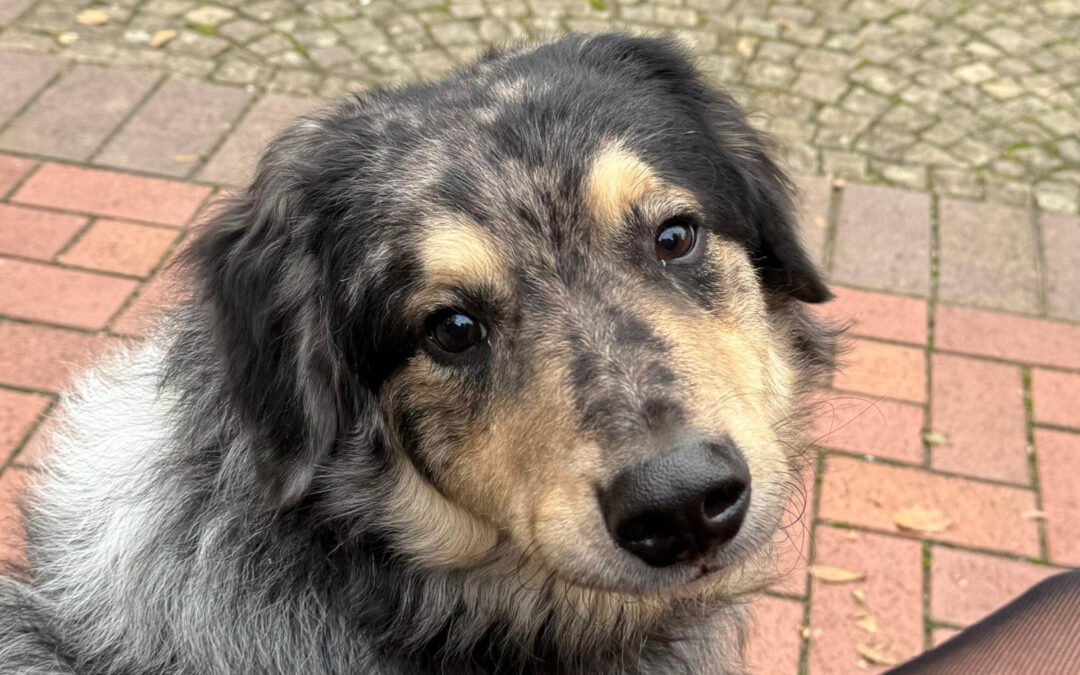 Balu ♂️ in 59174 Kamen