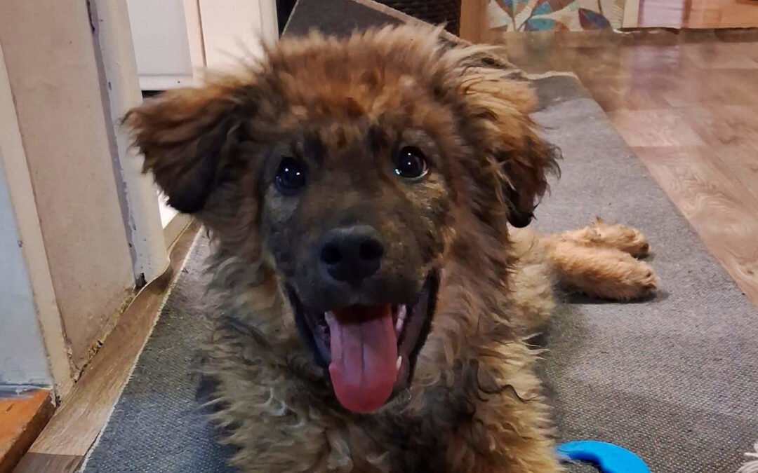 Cedric ♂️ in 53940 Hellenthal