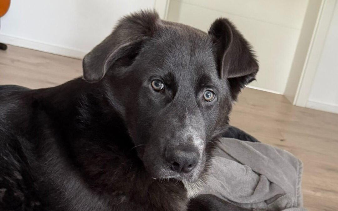 Jasper ♂️ in 50127 Bergheim